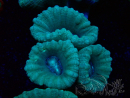 WYSIWYG Caulastrea furcata Grigio/Blu 123