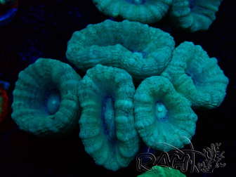 WYSIWYG Caulastrea furcata Gris/Azul