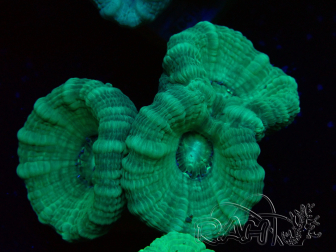 WYSIWYG Caulastrea furcata Grey/Blue 12N5