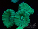 WYSIWYG Caulastrea furcata Grey/Blue 12N5