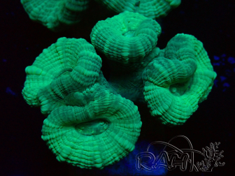 WYSIWYG Caulastrea furcata Green/Blue 12N6