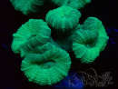 WYSIWYG Caulastrea furcata Grey/Blue