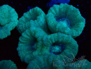 WYSIWYG Caulastrea furcata Grey/Blue