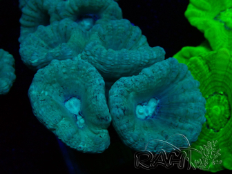 WYSIWYG Caulastrea furcata Grey/Blue