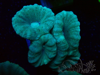 WYSIWYG Caulastrea furcata Grey/Blue 12N9