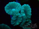 WYSIWYG Caulastrea furcata Gris/Azul