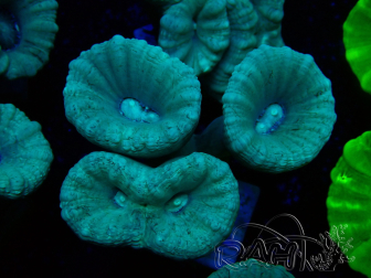 WYSIWYG Caulastrea furcata Grey/Blue 12N10