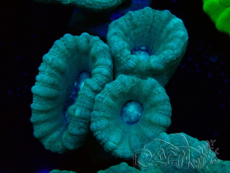 WYSIWYG Caulastrea furcata Grau/Blau