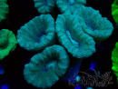 WYSIWYG Caulastrea furcata Gris/Azul