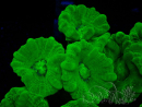WYSIWYG Caulastrea furcata Giallo