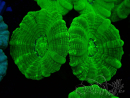 WYSIWYG Caulastrea furcata Yellow 2