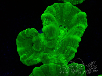 WYSIWYG Caulastrea furcata Amarillo
