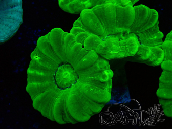 WYSIWYG Caulastrea furcata Yellow 4