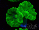 WYSIWYG Caulastrea furcata Yellow