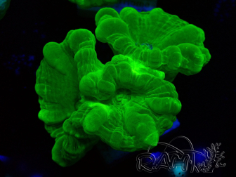 WYSIWYG Caulastrea furcata Yellow 6