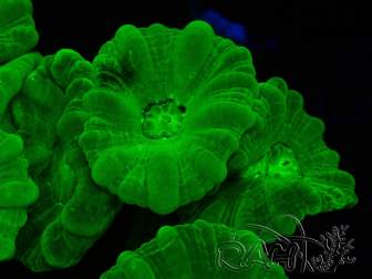 WYSIWYG Caulastrea furcata Amarillo