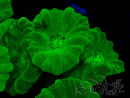 WYSIWYG Caulastrea furcata Gelb