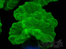 WYSIWYG Caulastrea furcata Yellow 8