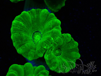 WYSIWYG Caulastrea furcata Gelb