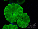 WYSIWYG Caulastrea furcata Yellow