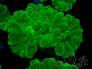 WYSIWYG Caulastrea furcata Yellow 10