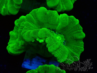WYSIWYG Caulastrea furcata Yellow