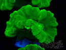 WYSIWYG Caulastrea furcata Yellow