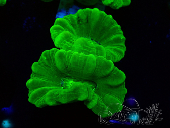 WYSIWYG Caulastrea furcata Amarillo