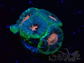 WYSIWYG Micromussa lordhowensis (formerly Acanthastrea)