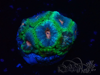 WYSIWYG Micromussa lordhowensis INDO (ex Acanthastrea) 25G2