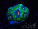 WYSIWYG Micromussa lordhowensis INDO (ex Acanthastrea) 25G2