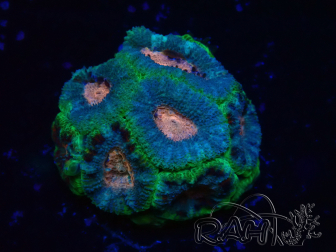 WYSIWYG Micromussa lordhowensis (antes Acanthastrea)