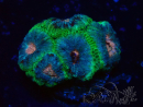 WYSIWYG Micromussa lordhowensis (formerly Acanthastrea)