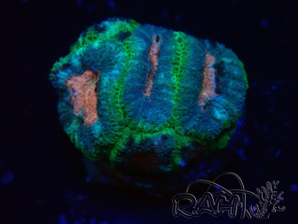 WYSIWYG Micromussa lordhowensis (formerly Acanthastrea)