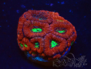 WYSIWYG Micromussa lordhowensis (formerly Acanthastrea)