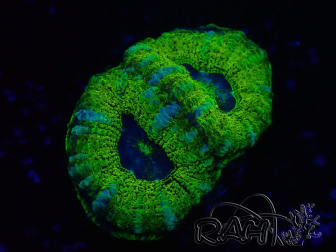 WYSIWYG Micromussa lordhowensis INDO (ex Acanthastrea) 25H1