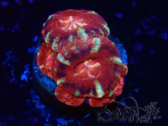 WYSIWYG Micromussa lordhowensis INDO (ex Acanthastrea) 25H2