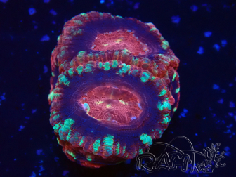 WYSIWYG Micromussa lordhowensis INDO (ex Acanthastrea) 25H3