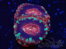 WYSIWYG Micromussa lordhowensis INDO (ex Acanthastrea) 25H3