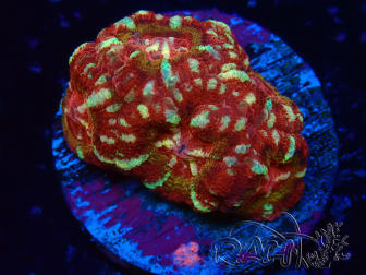 WYSIWYG Micromussa lordhowensis INDO (ex Acanthastrea) 25H4