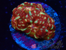 WYSIWYG Micromussa lordhowensis (ex Acanthastrea)