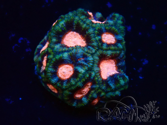 WYSIWYG Micromussa lordhowensis (ehemals Acanthastrea)