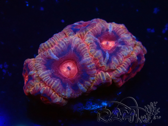 WYSIWYG Micromussa lordhowensis INDO (ex Acanthastrea) 25H6