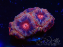 WYSIWYG Micromussa lordhowensis (ehemals Acanthastrea)