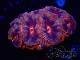 WYSIWYG Micromussa lordhowensis (ehemals Acanthastrea)
