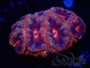 WYSIWYG Micromussa lordhowensis (ehemals Acanthastrea)
