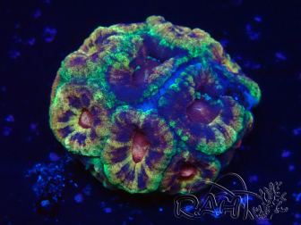 WYSIWYG Micromussa lordhowensis INDO (ex Acanthastrea) 25I2