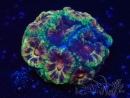 WYSIWYG Micromussa lordhowensis (antes Acanthastrea)