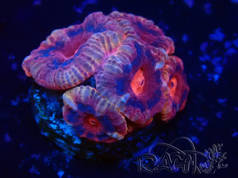 WYSIWYG Micromussa lordhowensis (antes Acanthastrea)