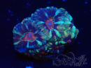 WYSIWYG Micromussa lordhowensis (formerly Acanthastrea)